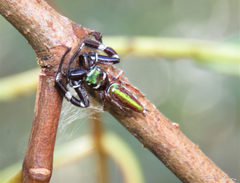 Lurio conspicuus