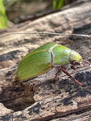 Xylonichus eucalypti