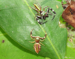 Lurio conspicuus