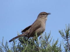 Cercotrichas coryphoeus