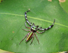 Lurio conspicuus