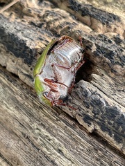 Xylonichus eucalypti