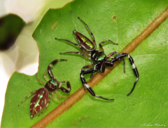 Lurio conspicuus