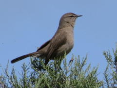 Cercotrichas coryphoeus