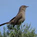 Karoo Scrub-Robin - Photo (c) Nikola, some rights reserved (CC BY-NC), uploaded by Nikola