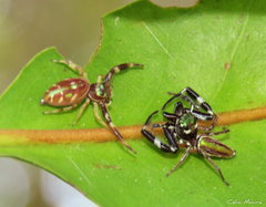 Lurio conspicuus