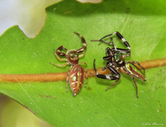 Lurio conspicuus