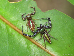 Lurio conspicuus