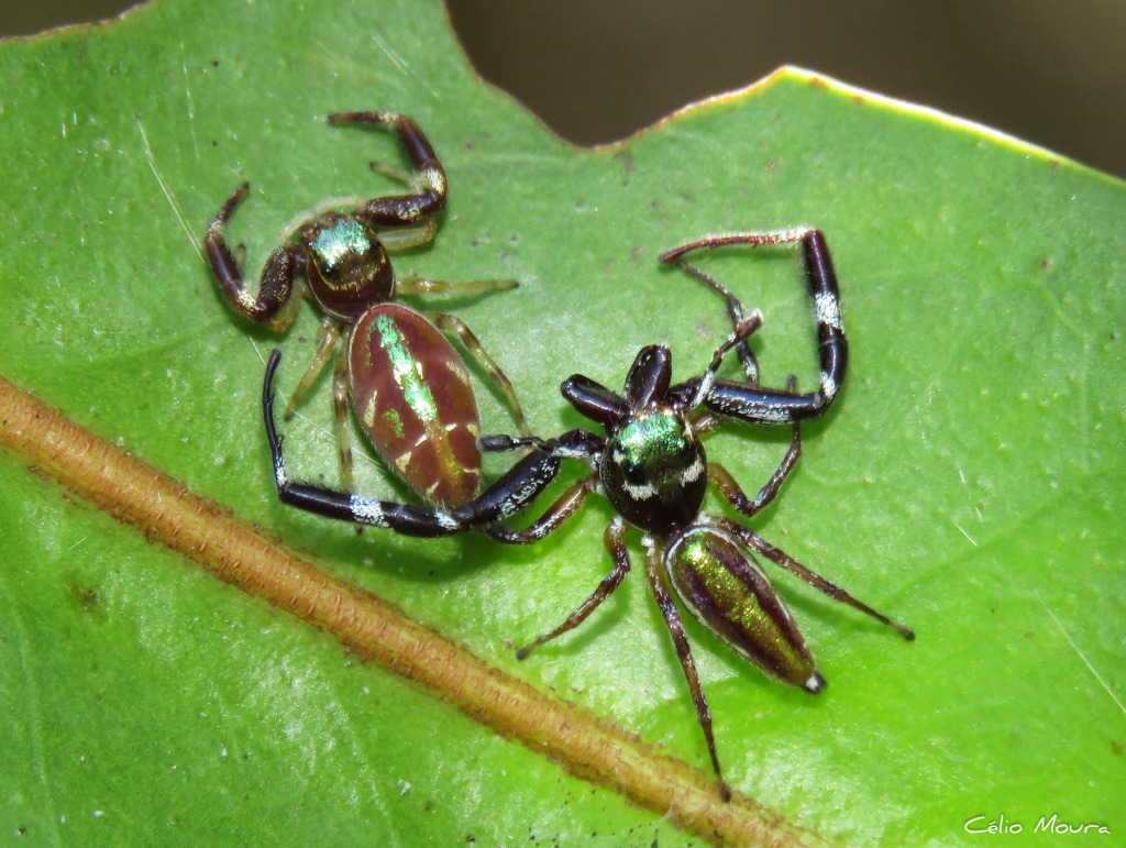 Lurio conspicuus