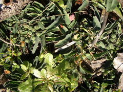 Euphorbia tuberosa