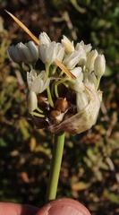 Allium dregeanum