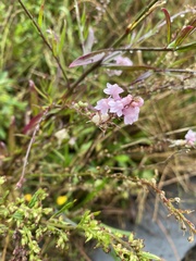 Linaria purpurea