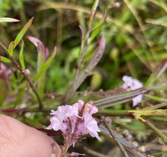 Linaria purpurea
