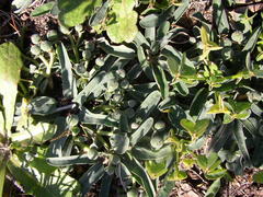 Euphorbia tuberosa