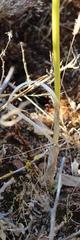 Allium dregeanum