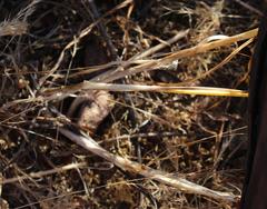 Allium dregeanum