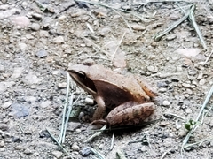Lithobates sylvaticus