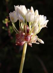 Allium dregeanum