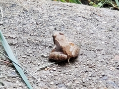 Lithobates sylvaticus