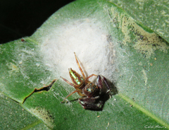 Lurio conspicuus
