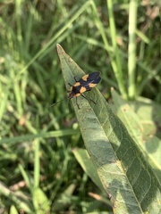Oncopeltus sandarachatus