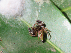 Lurio conspicuus