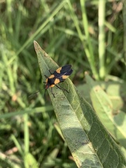 Oncopeltus sandarachatus