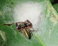 Lurio conspicuus
