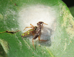 Lurio conspicuus