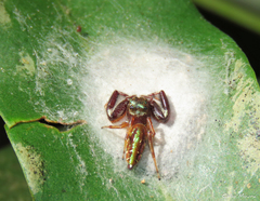 Lurio conspicuus