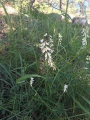 Vicia pulchella