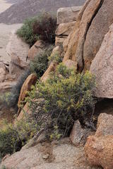 Pelargonium spinosum