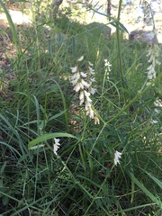 Vicia pulchella