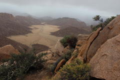 Pelargonium spinosum