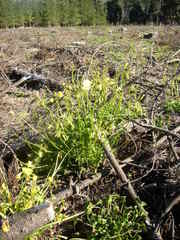 Oxalis pes-caprae pes-caprae