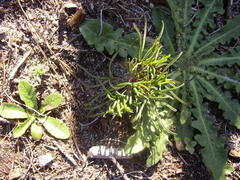 Oxalis polyphylla polyphylla