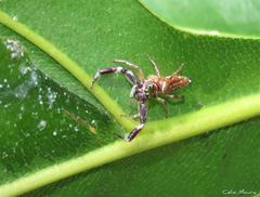Lurio conspicuus