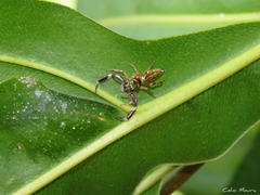 Lurio conspicuus