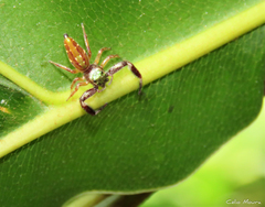 Lurio conspicuus