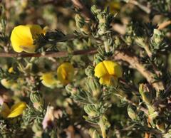 Aspalathus cymbiformis