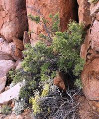 Diospyros ramulosa