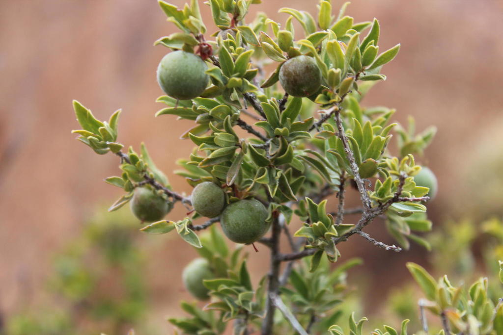Namaqua Starapple