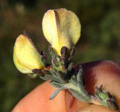 Aspalathus cymbiformis