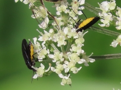 Sciara hemerobioides