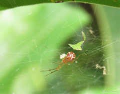 Nihonhimea tesselata