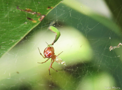 Nihonhimea tesselata