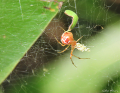 Nihonhimea tesselata