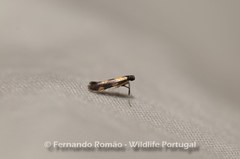 Eucalybites auroguttella