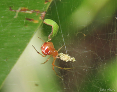 Nihonhimea tesselata