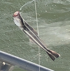 Rachycentron canadum